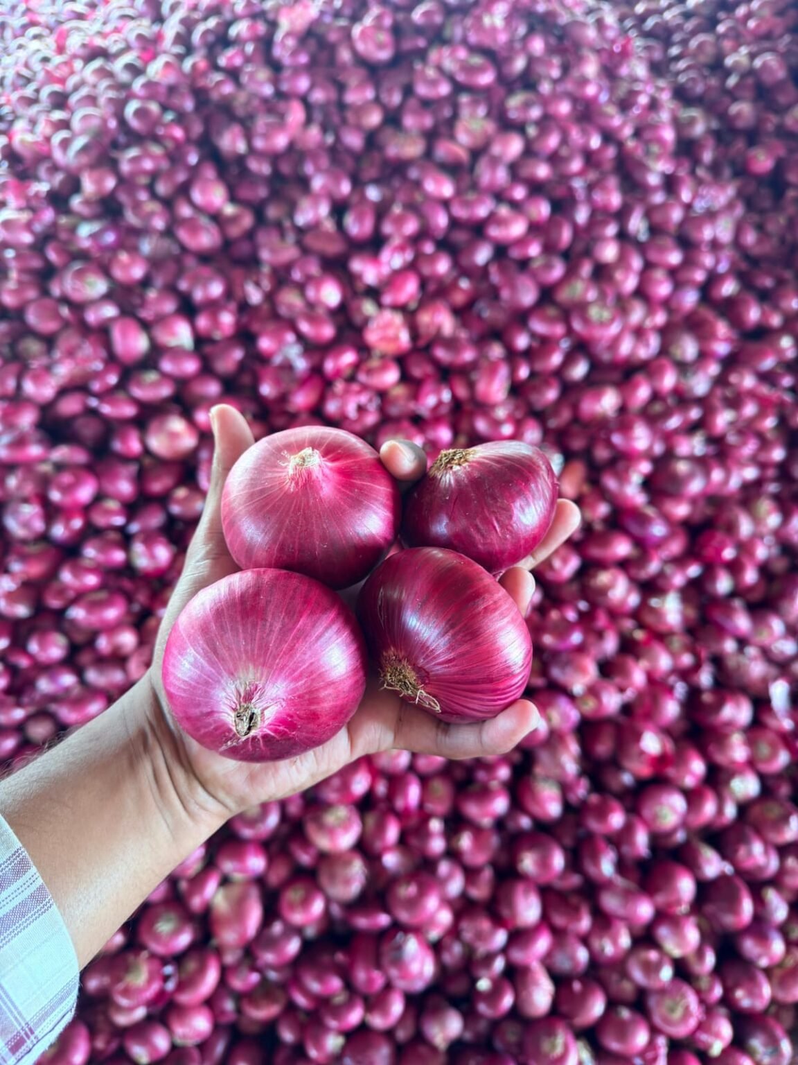 Red onion